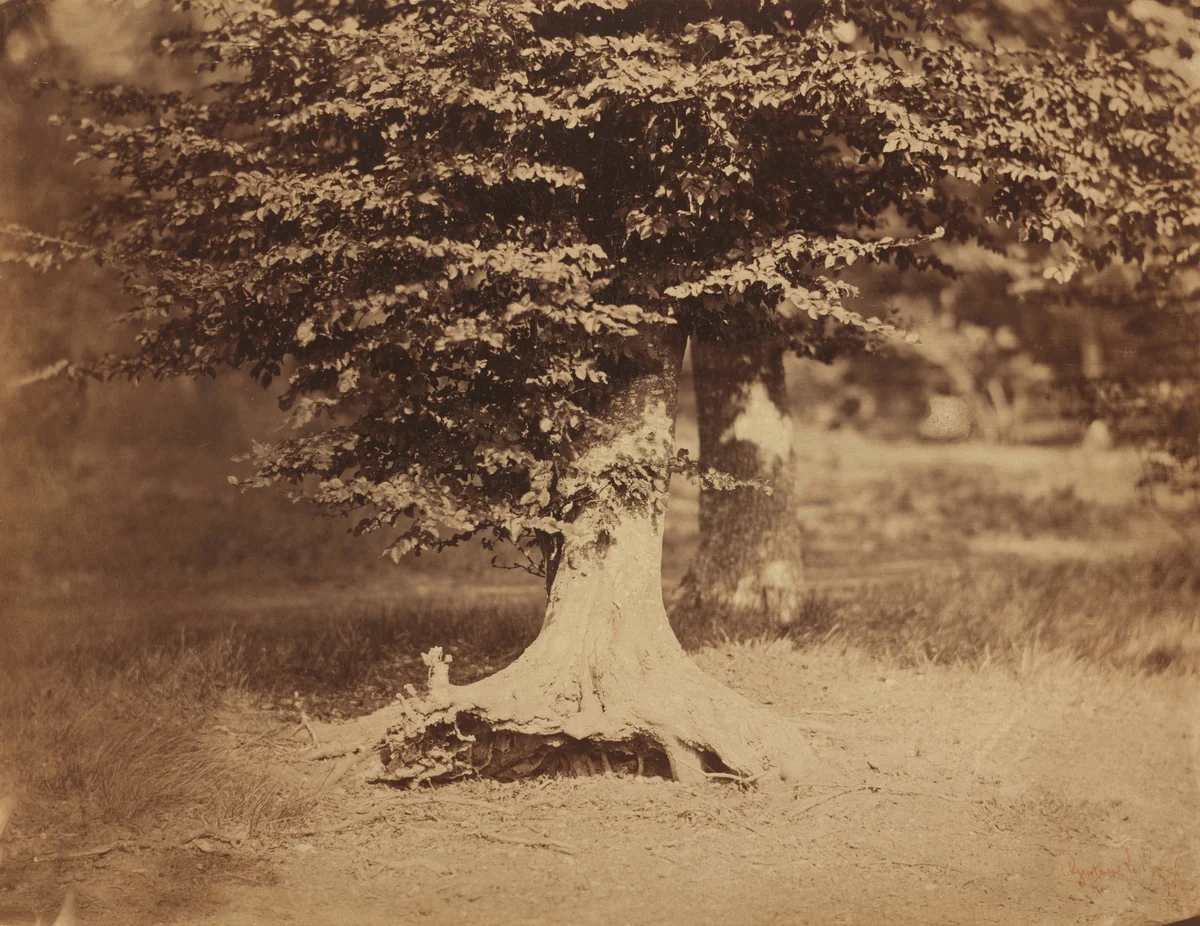 Beech Tree, Forest of Fontainebleau by Gustave Le Gray, photograph, 1856