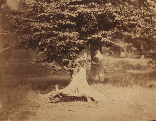 Beech Tree, Forest of Fontainebleau by Gustave Le Gray, photograph, 1856