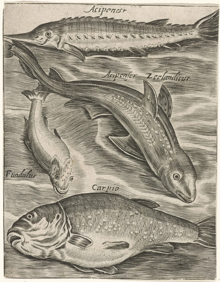 Studieblad met vissen by Monogrammist P+P, print, 1574-1687