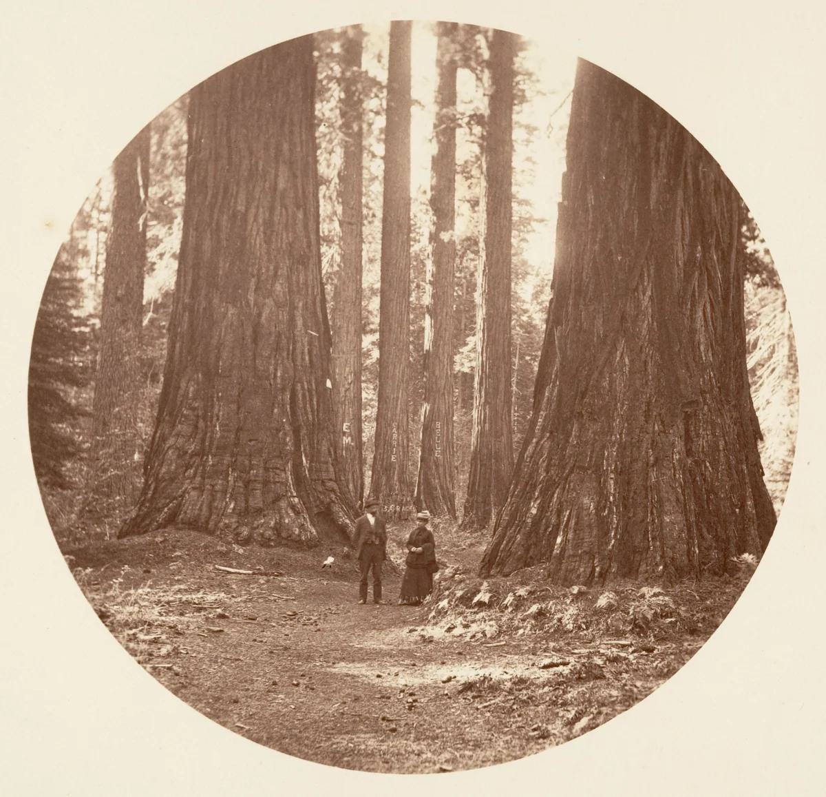 The Three Graces Seen Through the Bryant and Seward Calaveras Grove by Carleton E. Watkins, photograph, 1876-1880