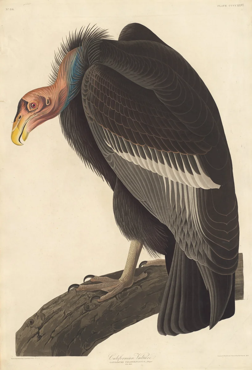 Californian Vulture by Robert Havell, Jr.; John James Audubon, print, 1838