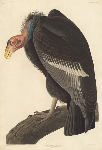 Californian Vulture by Robert Havell, Jr.; John James Audubon, print, 1838