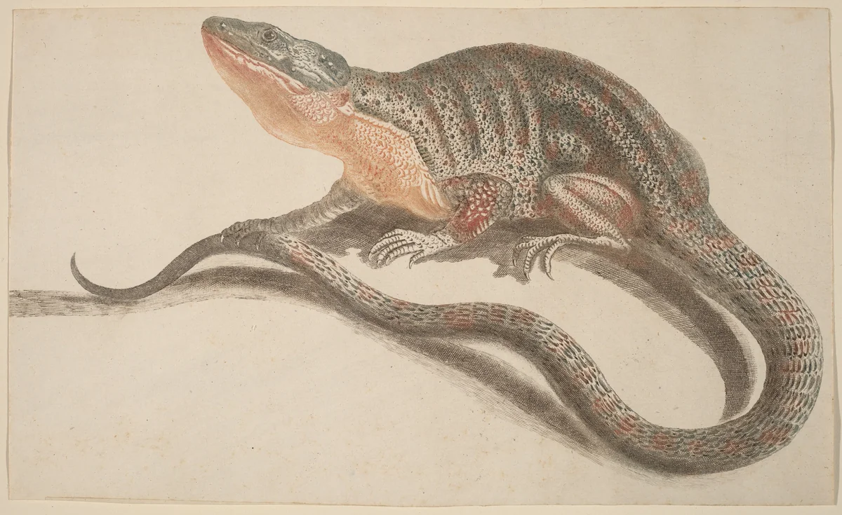 Lizard by Johann Teyler, print, 1685-1697