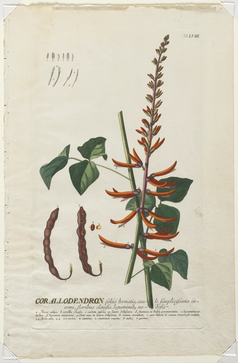 Plantae Selectae: No. 58 - Corallodendron by Georg Dionysius Ehret, print, 1773