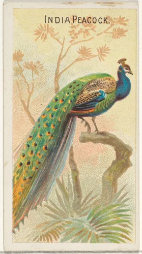 India Peacock, from the Birds of the Tropics series (N5) for Allen & Ginter Cigarettes Brands by Allen & Ginter, print, 1889
