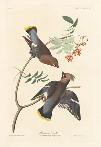 Bohemian Chatterer by Robert Havell, Jr.; John James Audubon, print, 1837