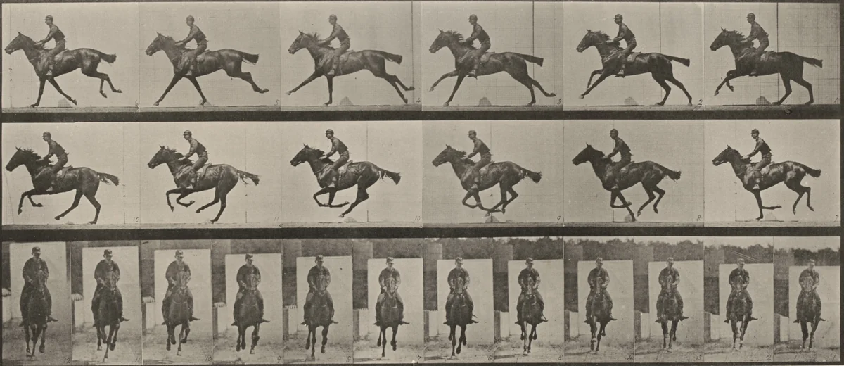 Plate Number 631. "Bouquet" galloping, saddled by Eadweard Muybridge, photograph, 1887