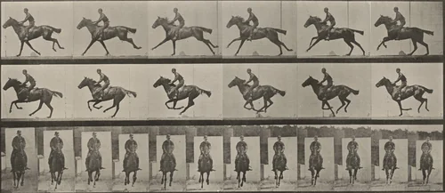 Plate Number 631. "Bouquet" galloping, saddled by Eadweard Muybridge, photograph, 1887