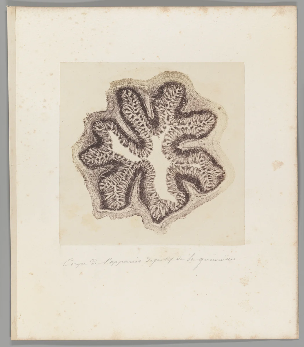 [Untitled] by Auguste-Adolphe Bertsch, photograph, 1853-1857