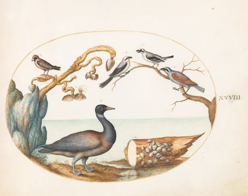 Plate 28: Barnacle Goose with Shrikes and Other Birds by Joris Hoefnagel, drawing, 1570-1599