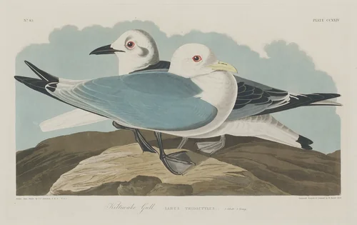 Kittiwake Gull by Robert Havell, Jr.; John James Audubon, print, 1834
