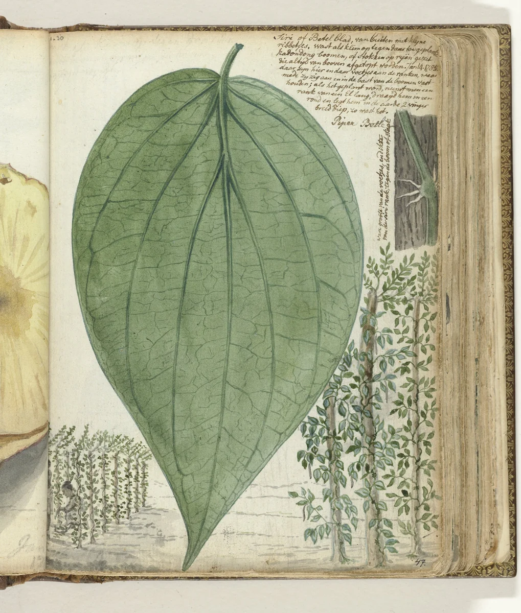 Sirih cultuur by Jan Brandes, drawing, 1785