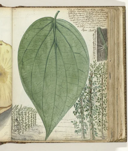 Sirih cultuur by Jan Brandes, drawing, 1785