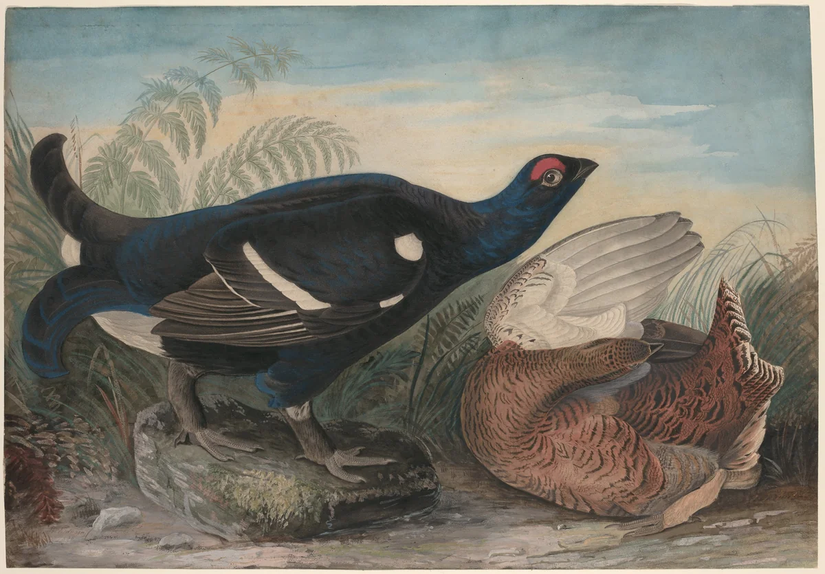 English Black Cocks by John James Audubon, drawing, 1828