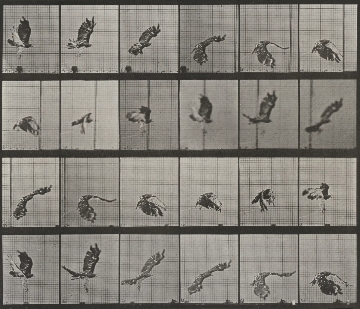 Plate Number 763. Red-tailed hawk flying by Eadweard Muybridge, photograph, 1887
