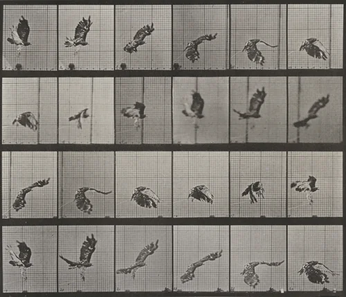Plate Number 763. Red-tailed hawk flying by Eadweard Muybridge, photograph, 1887