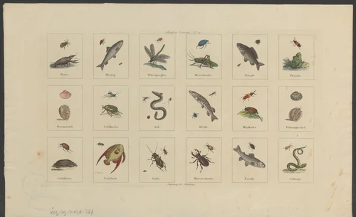 Vissen en insecten by anonymous, print, 1801-1850