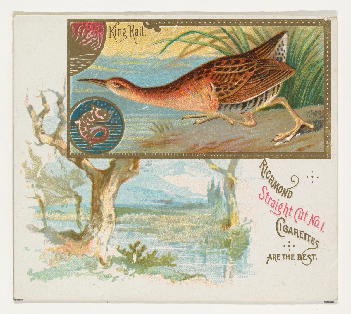 King Rail, from the Game Birds series (N40) for Allen & Ginter Cigarettes by Allen & Ginter, print, 1888-1890