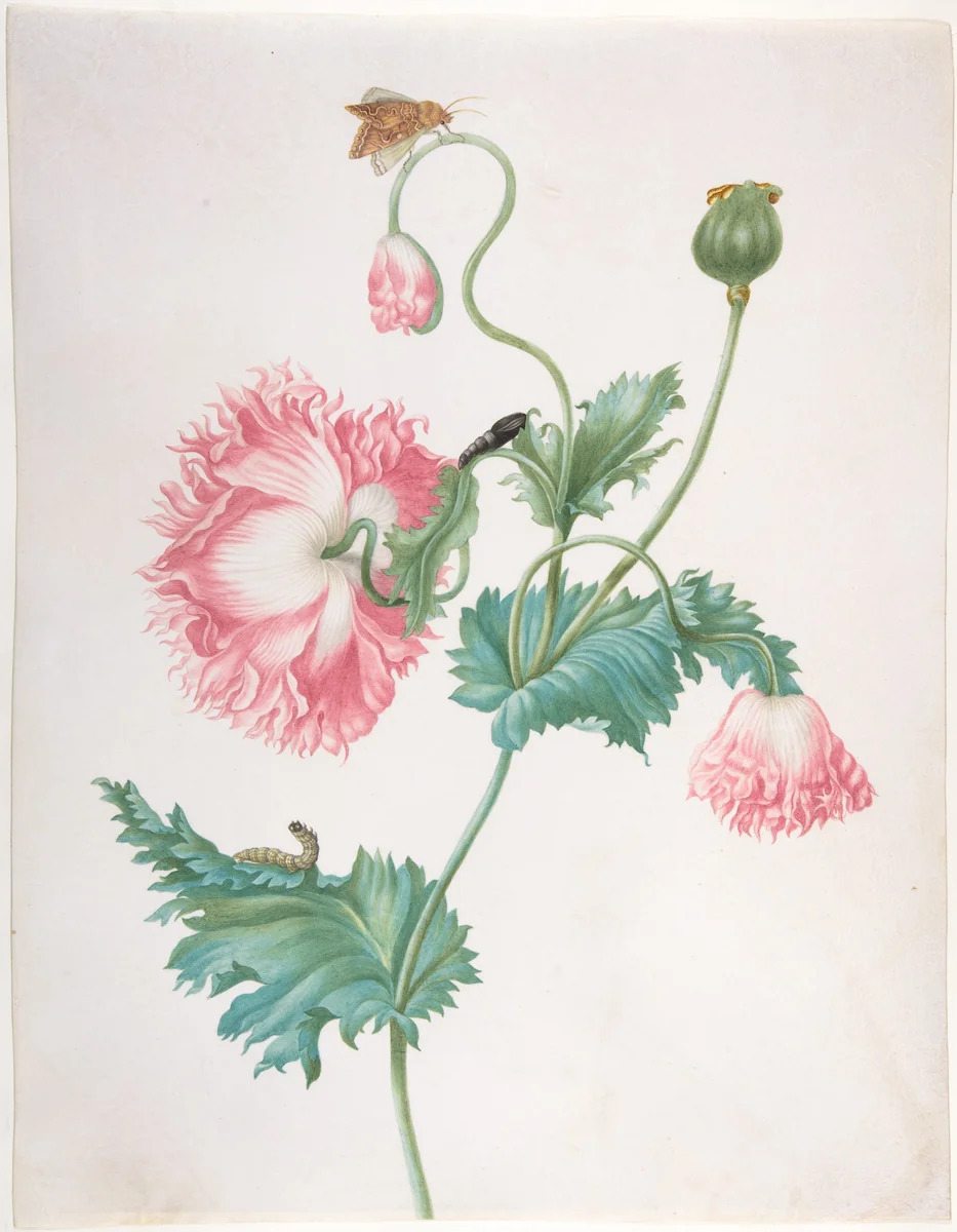 A Poppy in Three Stages of Flowering, with a Caterpillar, Pupa and Butterfly by Johanna Helena Herolt, drawing, 1668-1723