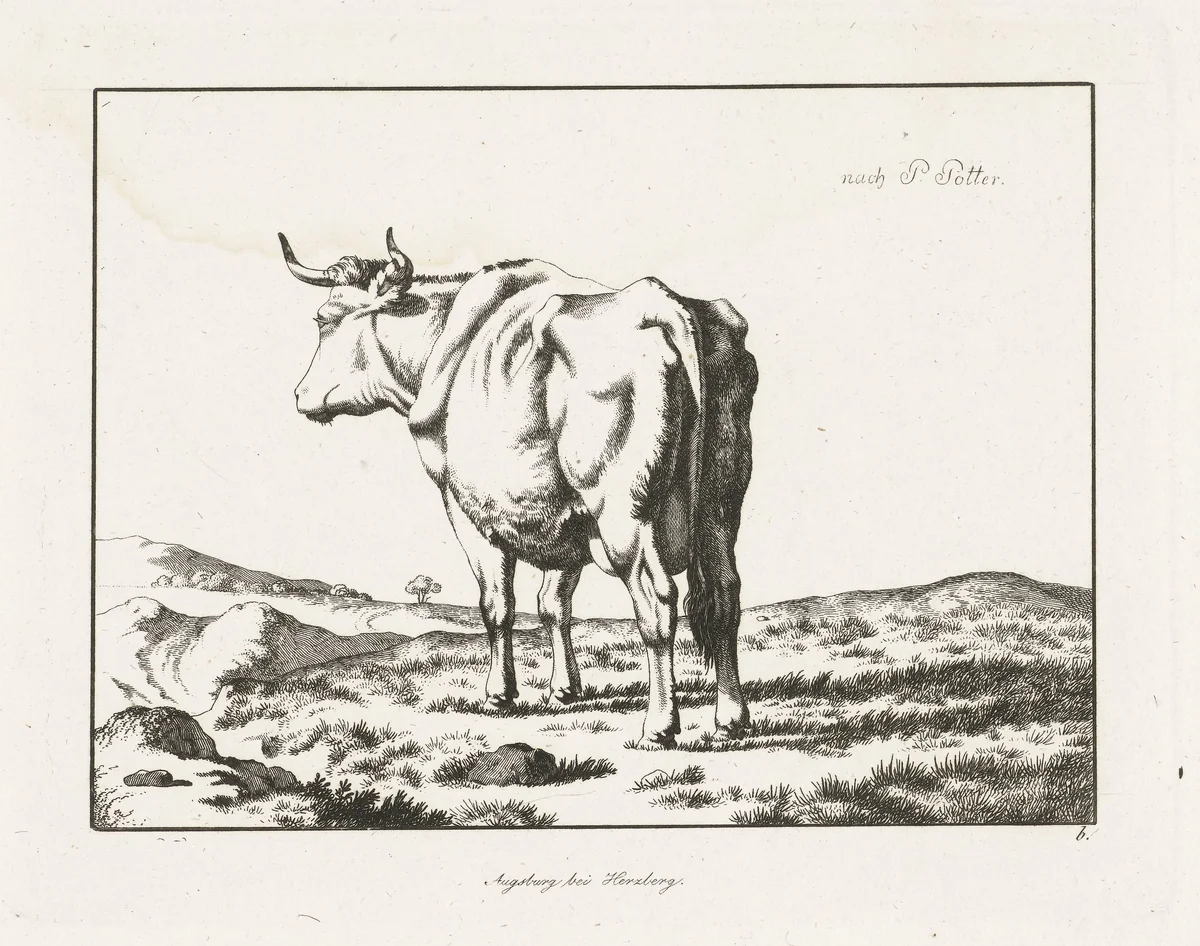 Staande koe, van achter gezien by anonymous, print, 1761-1900