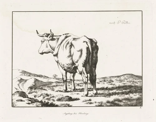 Staande koe, van achter gezien by anonymous, print, 1761-1900