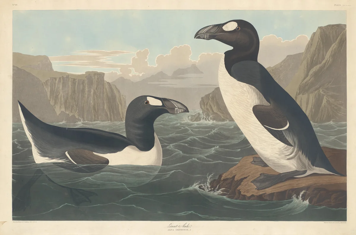 Great Auk by Robert Havell, Jr.; John James Audubon, print, 1836