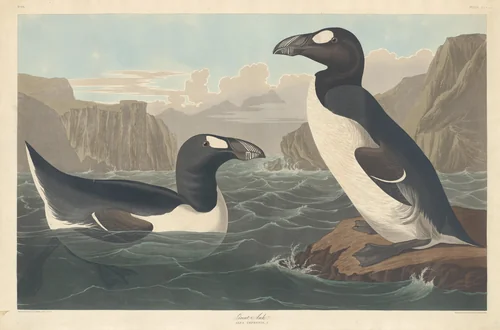 Great Auk by Robert Havell, Jr.; John James Audubon, print, 1836