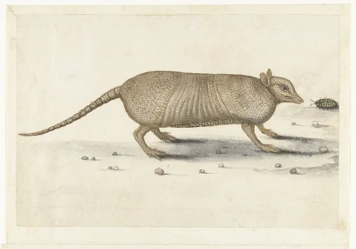 Gordeldier by anonymous, drawing, 1560-1585