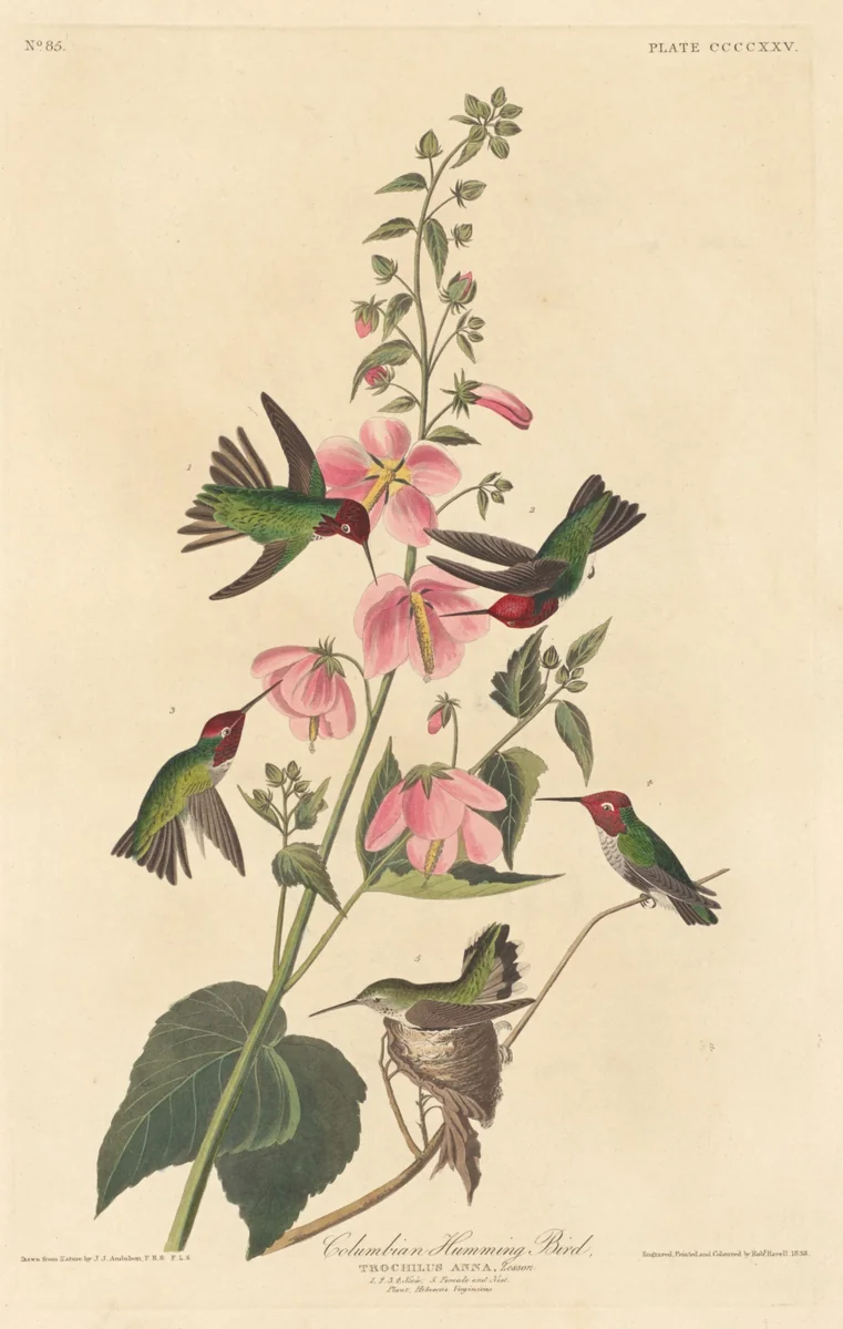 Columbian Humming Bird by Robert Havell, Jr.; John James Audubon, print, 1838