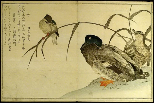 Myriad Birds: A Kyoka Competition (Momo chidori kyoka awase) by Kitagawa Utamaro (喜多川歌麿), book, 1785-1795