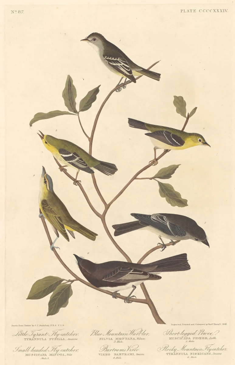 Little Tyrant Flycatcher, Small-Headed Flycatcher, Blue Mountain Warbler, Bartram's Vireo, Short-Legged Pewee, and Rocky Mountain Flycatcher by Robert Havell, Jr.; John James Audubon, print, 1838