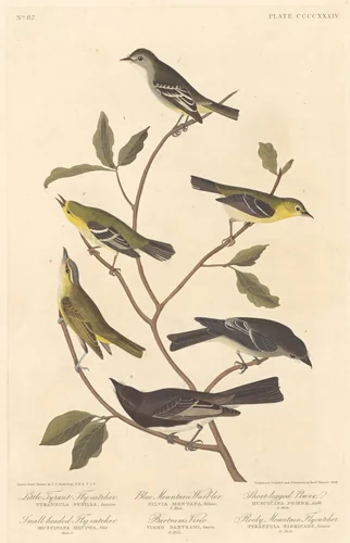 Little Tyrant Flycatcher, Small-Headed Flycatcher, Blue Mountain Warbler, Bartram's Vireo, Short-Legged Pewee, and Rocky Mountain Flycatcher by Robert Havell, Jr.; John James Audubon, print, 1838