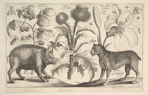 Boar and Mastiff by Wenceslaus Hollar, print, 1662-1663