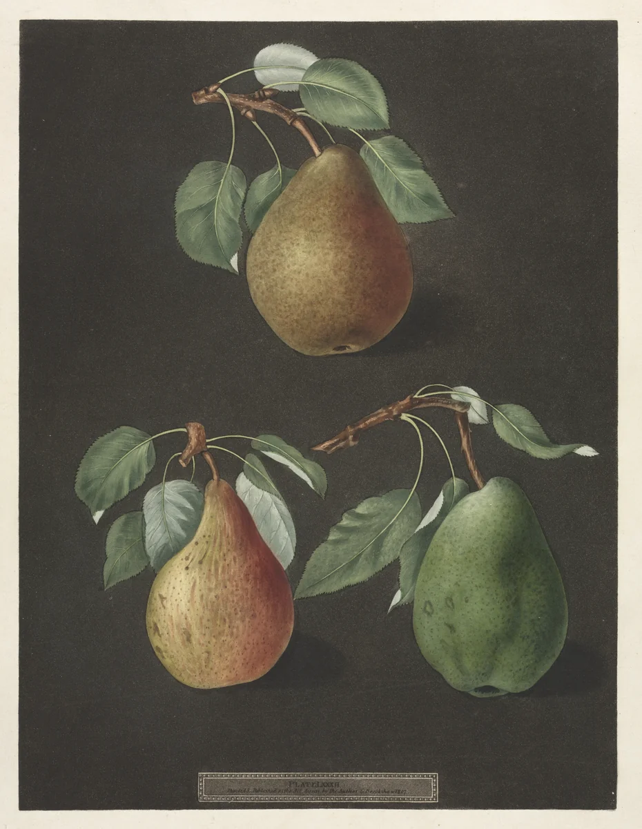 Pomona Britannica: No. 82 - Pears by George Brookshaw, print, 1807