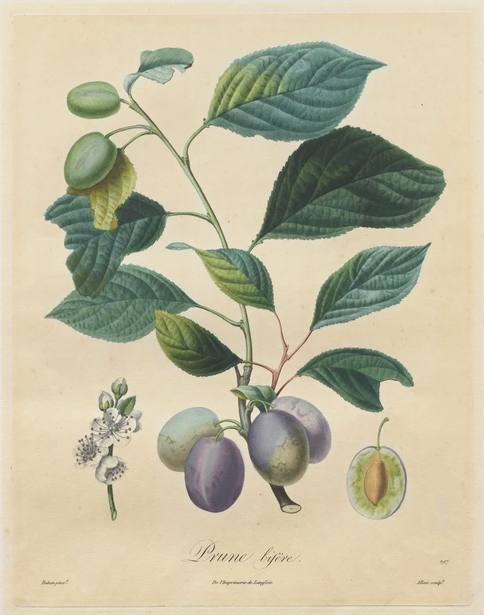 Traité des arbres fruitiers: Prune bifère by Henri Louis Duhamel du Monceau, print, 1808-1835