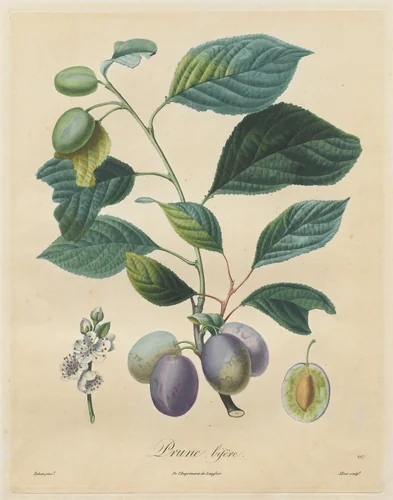 Traité des arbres fruitiers: Prune bifère by Henri Louis Duhamel du Monceau, print, 1808-1835