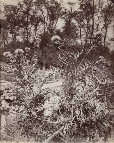 Artichauts, fleurs by Eugène Atget, photograph, 1900