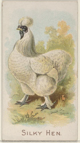 Silky Hen, from the Prize and Game Chickens series (N20) for Allen & Ginter Cigarettes by Allen & Ginter, print, 1891