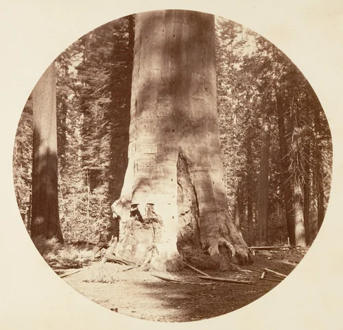 The Mother of the Forest - Calaveras Grove by Carleton E. Watkins, photograph, 1876-1880