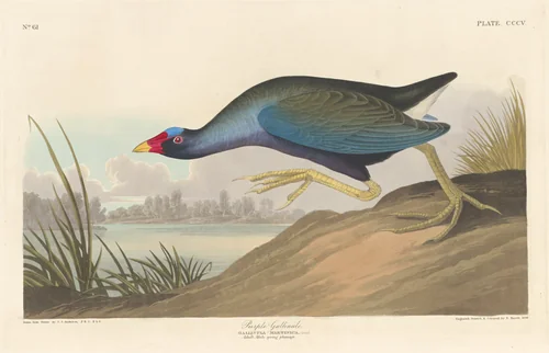 Purple Gallinule by Robert Havell, Jr.; John James Audubon, print, 1836