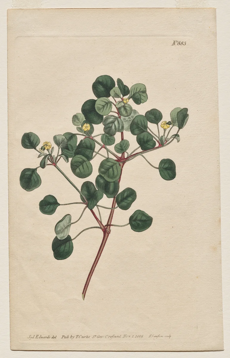 The Botanical Magazine or Flower Garden Displayed: Plate 883, Euphorbia Petiolaris. Long -Stalked Spurge by Francis Sansom, print, 1805
