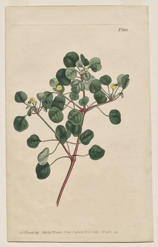 The Botanical Magazine or Flower Garden Displayed: Plate 883, Euphorbia Petiolaris. Long -Stalked Spurge by Francis Sansom, print, 1805