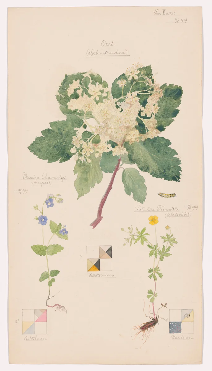 Scandosorbus intermedia (Swedish Whitebeam), Potentilla erecta (Erect Cinquefoil), Veronica chamaedrys (Germander Speedwell). Sheet 14 from the portfolio Nature Studies by Hilma af Klint, drawing, 1919