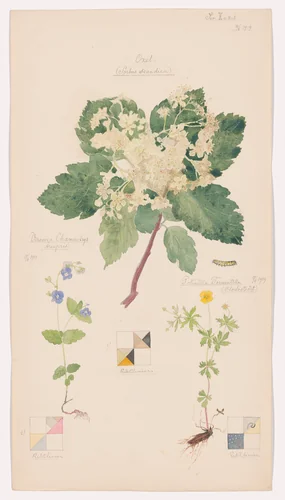 Scandosorbus intermedia (Swedish Whitebeam), Potentilla erecta (Erect Cinquefoil), Veronica chamaedrys (Germander Speedwell). Sheet 14 from the portfolio Nature Studies by Hilma af Klint, drawing, 1919