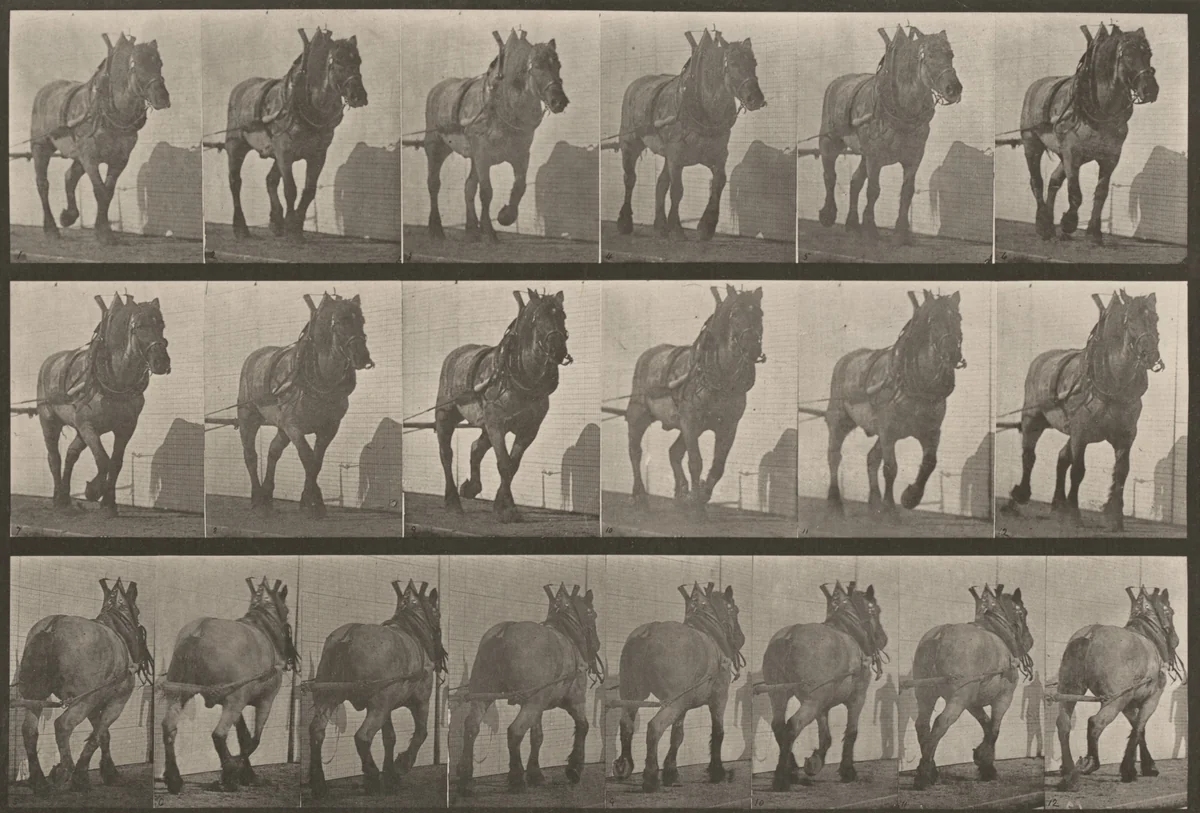 Plate Number 566. "Dusel" hauling by Eadweard Muybridge, photograph, 1887