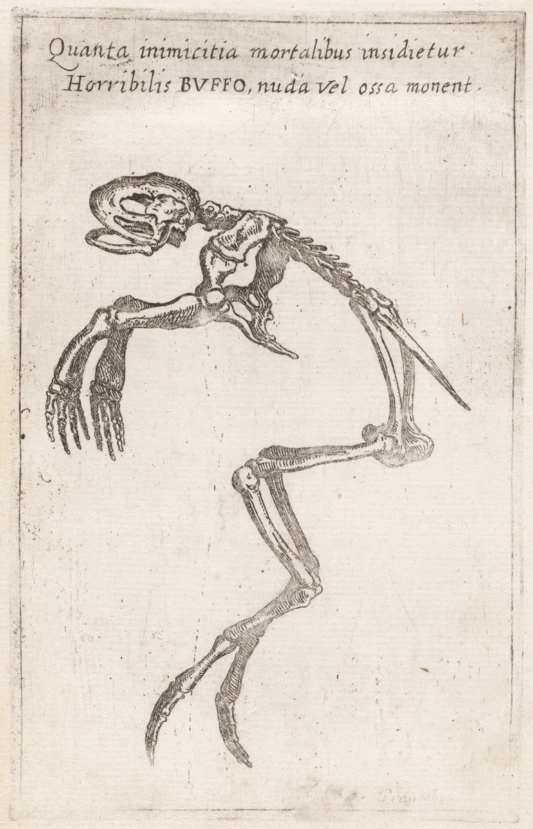 Skeleton of a Frog by Teodoro Filippo di Liagno, print, 1620-1621