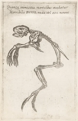Skeleton of a Frog by Teodoro Filippo di Liagno, print, 1620-1621