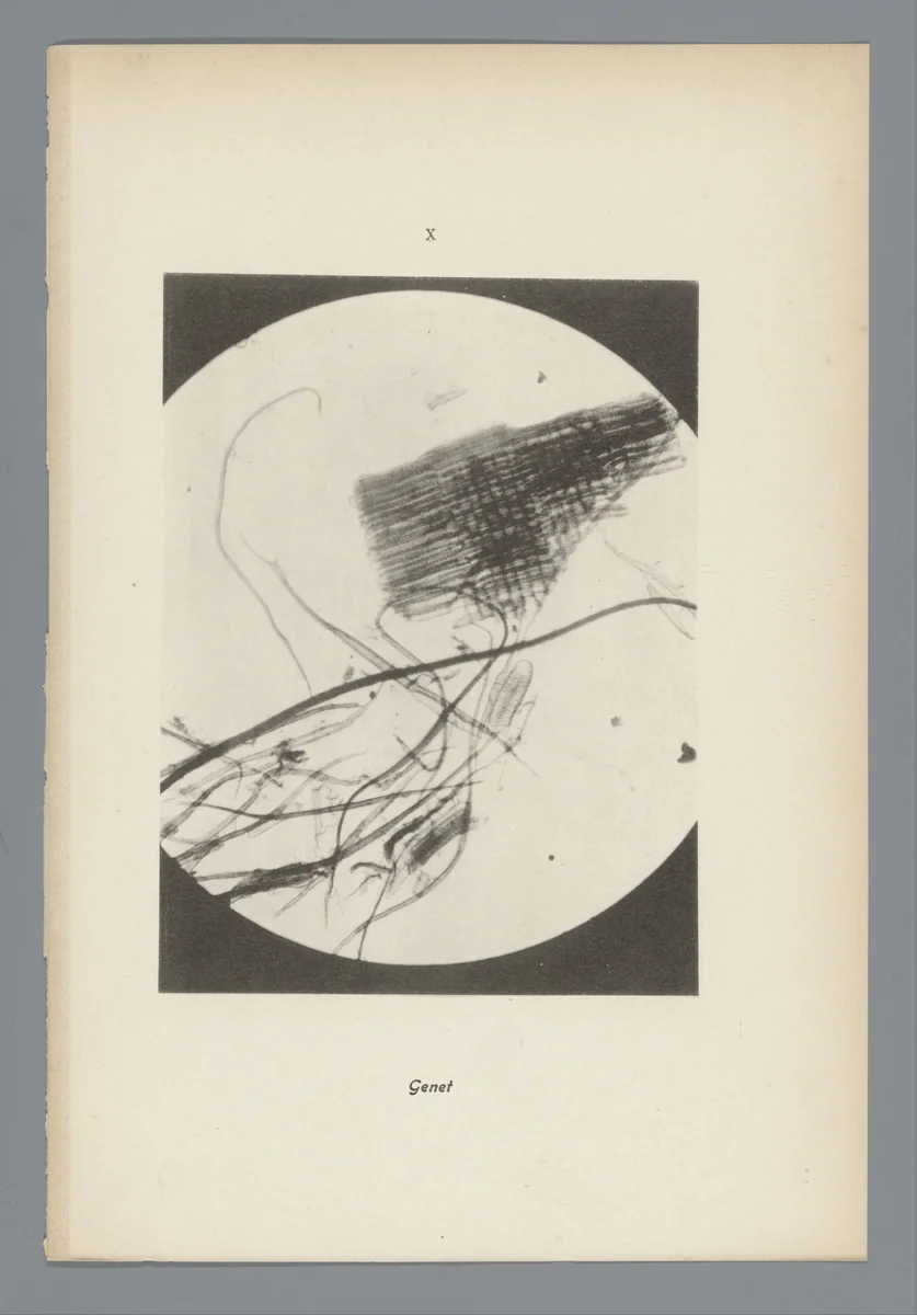 Microfoto’s van papiervezels by anonymous, photograph, 1900