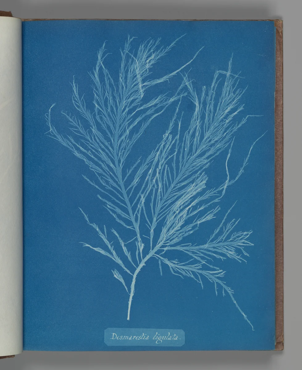 Desmarestia liqulata by Anna Atkins, photograph, 1851-1855