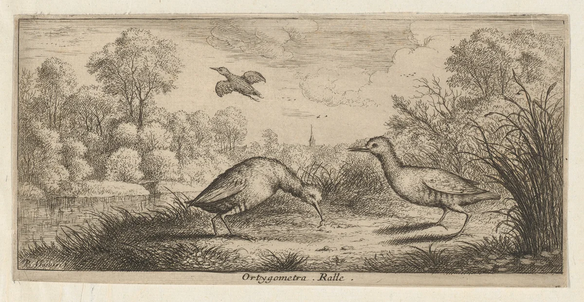 Ortygometra, Ralle (The Rail), from "Livre d'Oyseaux" (Book of Birds) by Albert Flamen, print, 1650-1665